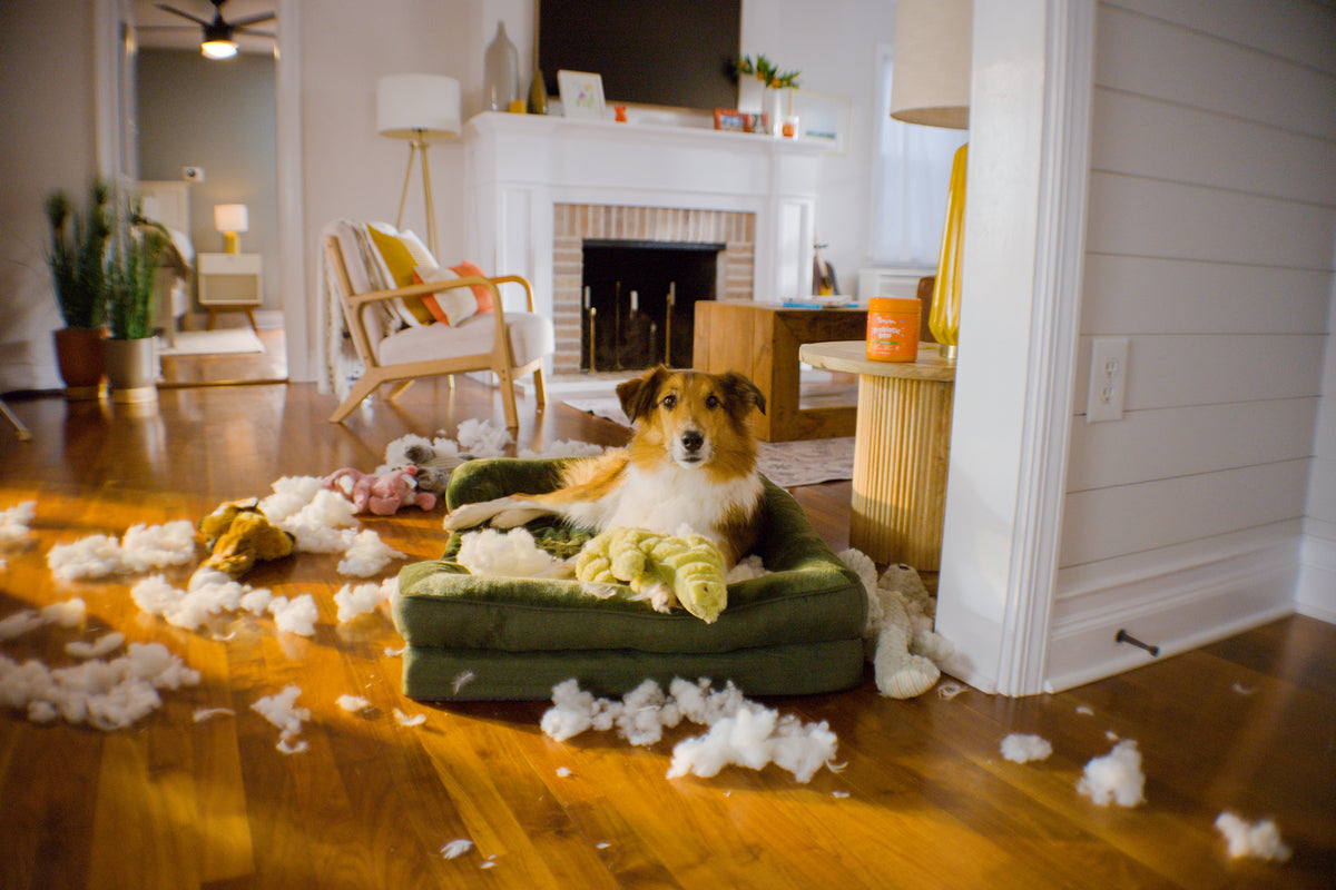 Zesty Paws -Zesty Paws 1