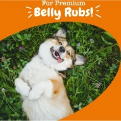 Zesty Paws Probiotic Bites Pumpkin Flavored Soft Chews Gut Flora & Digestive Supplement For Dogs -Zesty Paws 124697 PT3. AC SS1800 V1700681741