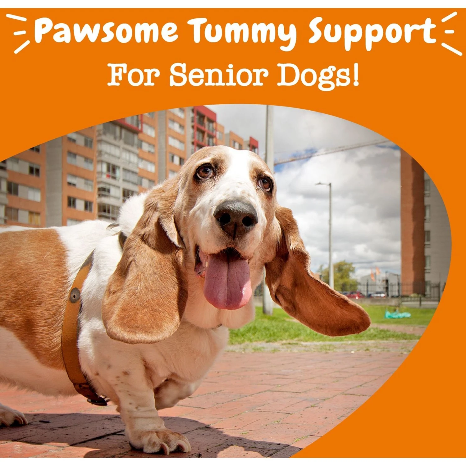 Zesty Paws Advanced Probiotic Bites Chicken Flavored Soft Chews Digestive Supplement For Senior Dogs 4 Zesty Paws Advanced Probiotic Bites Chicken Flavored Soft Chews Digestive Supplement For Senior Dogs - Image 4