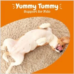 Zesty Paws Probiotic Flavor Infusions Fish Oil Chicken Flavored Liquid Digestive Topper Supplement For Dogs -Zesty Paws 205857 PT3. AC SS1800 V1697032130