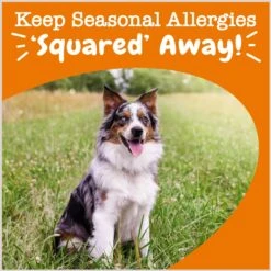 Zesty Paws Lil' Zesties Aller-Immune Squares Turkey Flavored Soft Chews Allergy & Immune Supplement For Dogs -Zesty Paws 249397 PT3. AC SS1800 V1696961128