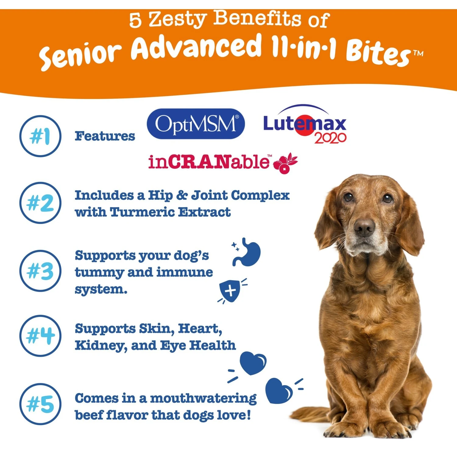 Zesty Paws Senior Advanced 11-in-1 Bites Beef Flavored Soft Chews Multivitamin Supplement For Senior Dogs 2 Zesty Paws Senior Advanced 11-in-1 Bites Beef Flavored Soft Chews Multivitamin Supplement For Senior Dogs - Image 2