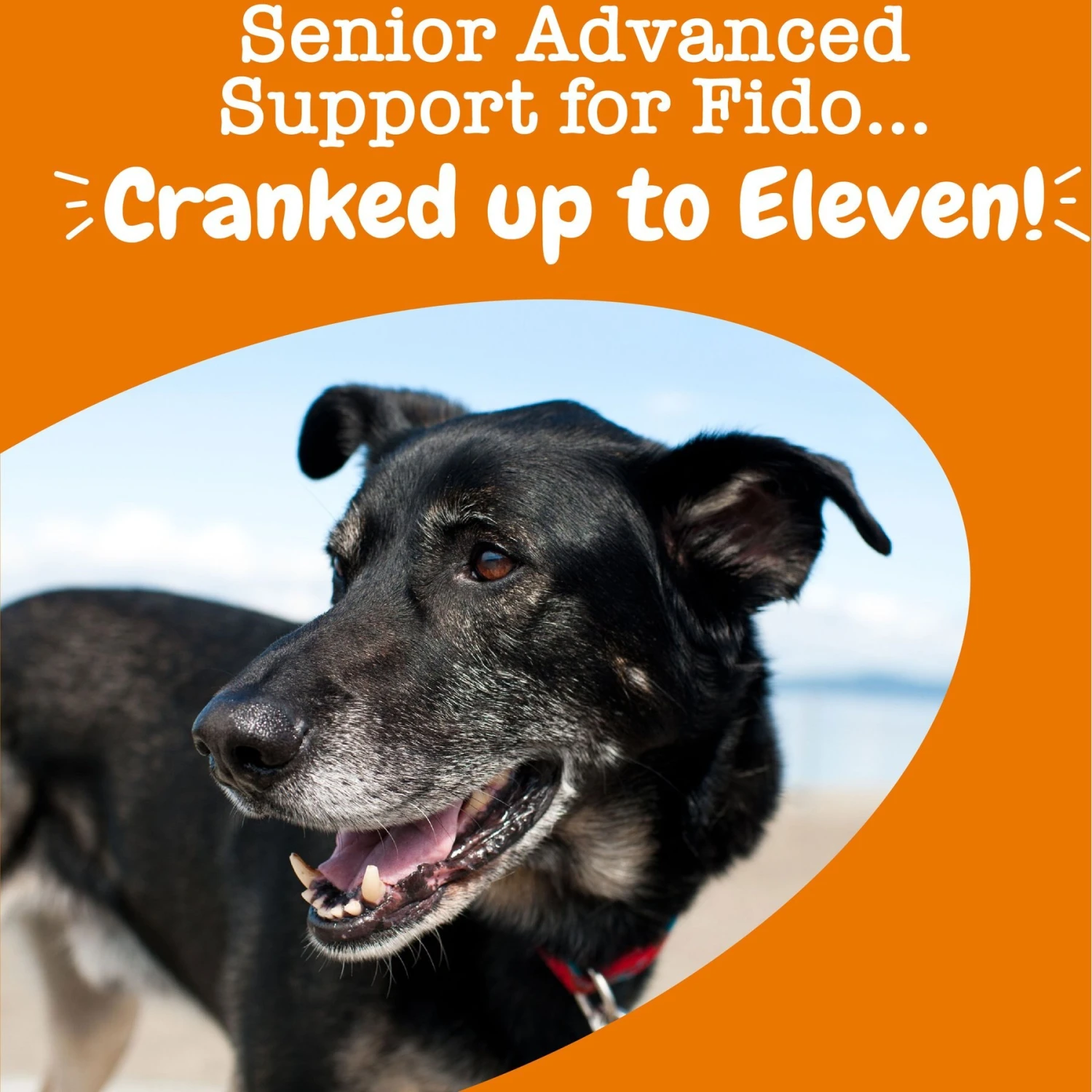 Zesty Paws Senior Advanced 11-in-1 Bites Beef Flavored Soft Chews Multivitamin Supplement For Senior Dogs 4 Zesty Paws Senior Advanced 11-in-1 Bites Beef Flavored Soft Chews Multivitamin Supplement For Senior Dogs - Image 4