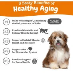 Zesty Paws Healthy Aging NAD+ Precursor Cellular Energy, Brain, & Heart Supplement + Probiotic Pill Wrap For Dogs -Zesty Paws 945862 PT2. AC SS1800 V1701379888