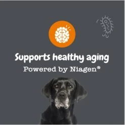 Zesty Paws Healthy Aging NAD+ Precursor Cellular Energy, Brain, & Heart Supplement + Probiotic Pill Wrap For Dogs -Zesty Paws 945862 PT3. AC SS1800 V1701379888