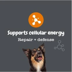 Zesty Paws Healthy Aging NAD+ Precursor Cellular Energy, Brain, & Heart Supplement + Probiotic Pill Wrap For Dogs -Zesty Paws 945862 PT4. AC SS1800 V1701379887