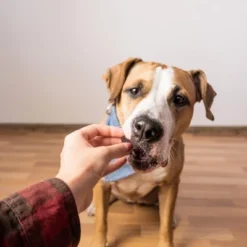 Zesty Paws Lil' Zesties Calming Supplement Squares - Smoked Chicken - 10oz -Zesty Paws GUEST 40b49ec0 e89f 4c85 a7e4 25cf67074a91