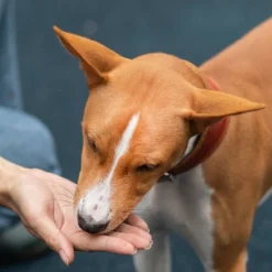 Zesty Paws Lil' Zesties Aller-Immune Supplement Squares - Smoked Turkey - 10oz -Zesty Paws GUEST 42b5a036 8bef 449f b174 896fa32787ac